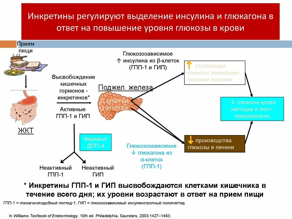 Повышенный сахар в крови врач. Уровень инсулина в крови при сахарном диабете 2 типа. Сахарный диабет 2 типа Глюкоза инсулин. Повышение уровня Глюкозы. Схема секреции инсулина.