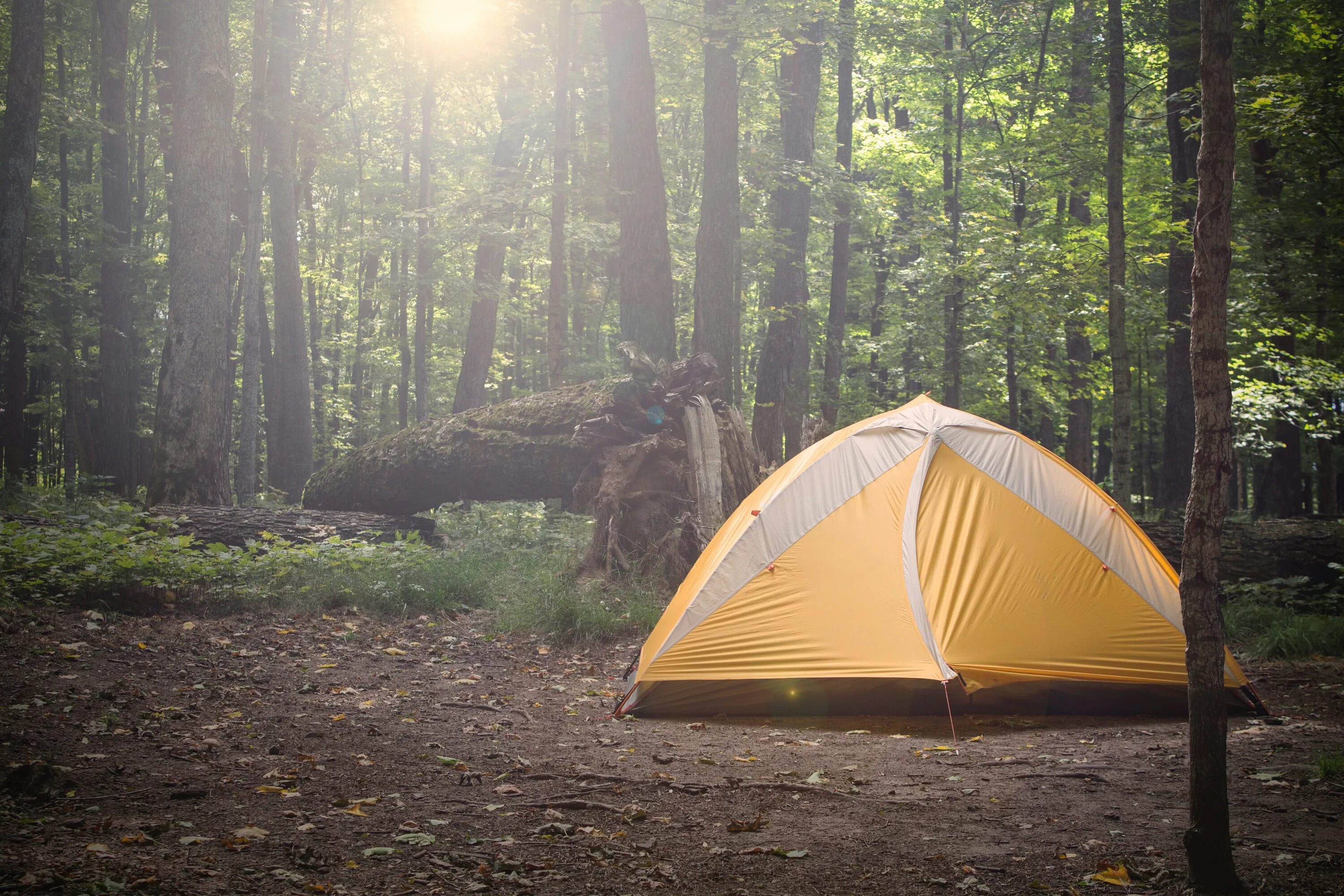 Camping se. Форест кемпинг Приморский край. Палатка. Палатка на природе. Туристическая палатка на природе.