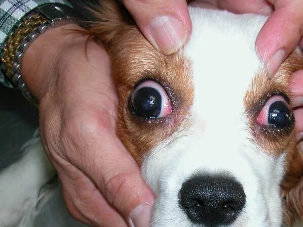 У щенка текут глаза. Глаза собаки.