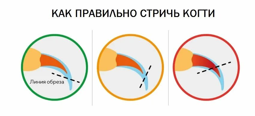 Как правильно подстричь когти. Как неправильно стричь когти. Как правильно подстричь когти кошке. Как правильно стричь когти котенку. Нужно ли подстригать когти