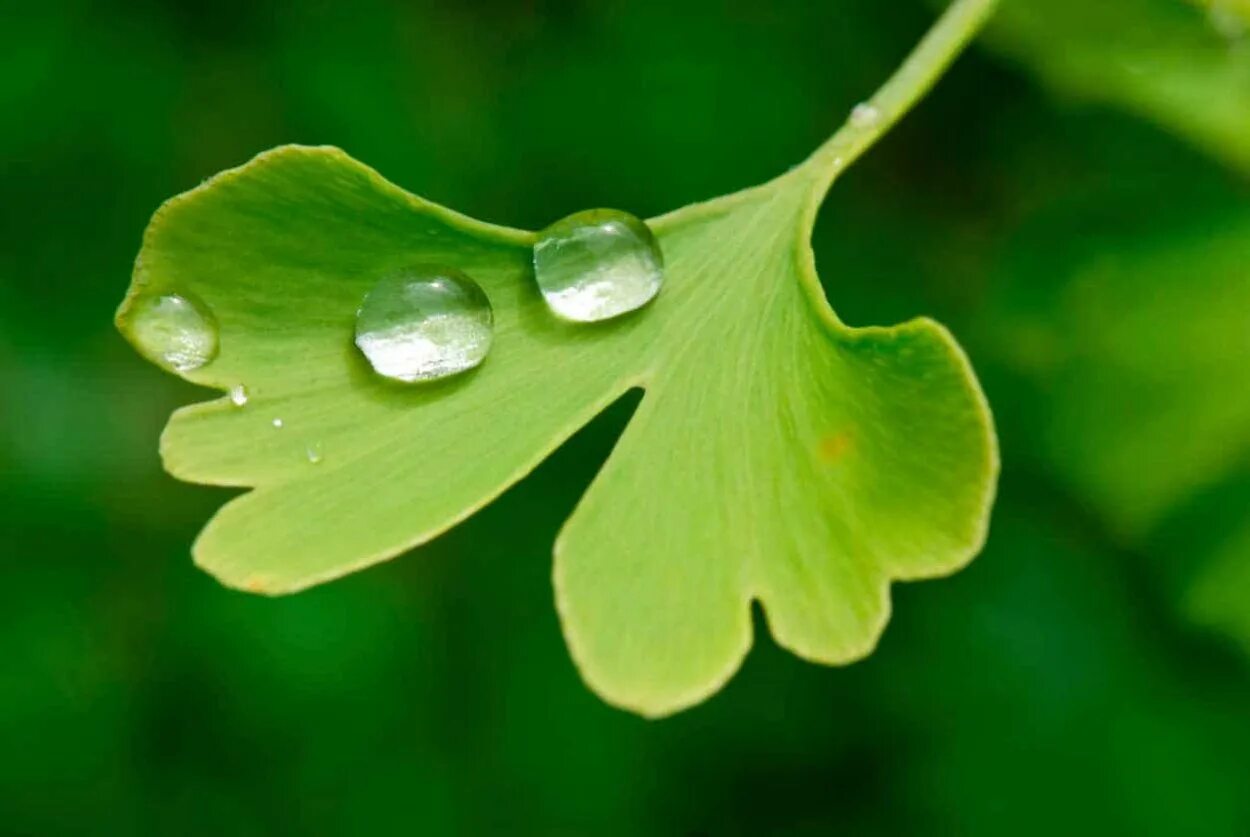 Гинкго трава. Растение гинкго двулопастный. ginkgo biloba (гинкго). гинкго билоба растение. гинкго двулопастный (ginkgo biloba).