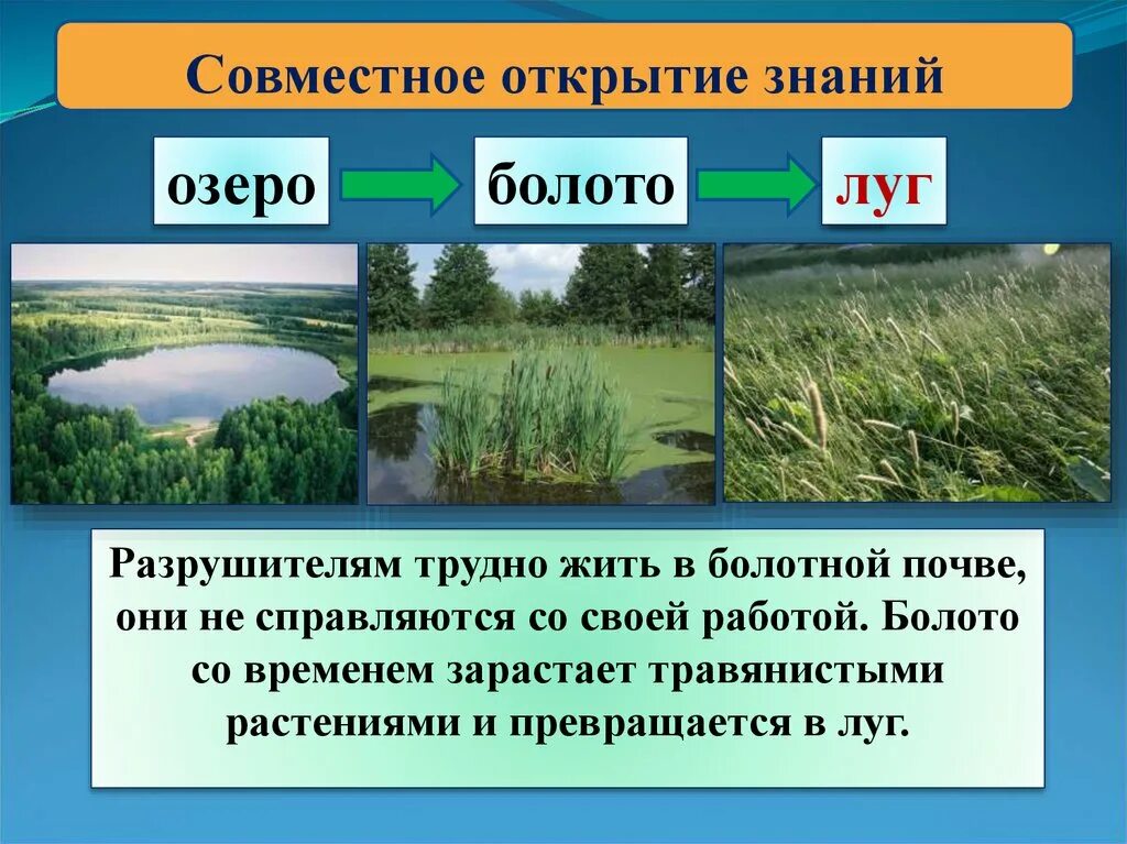 Сообщество озеро 3 класс. Экосистема болота. Экосистема луг. Производители болота. Экосистема болота Разрушители.