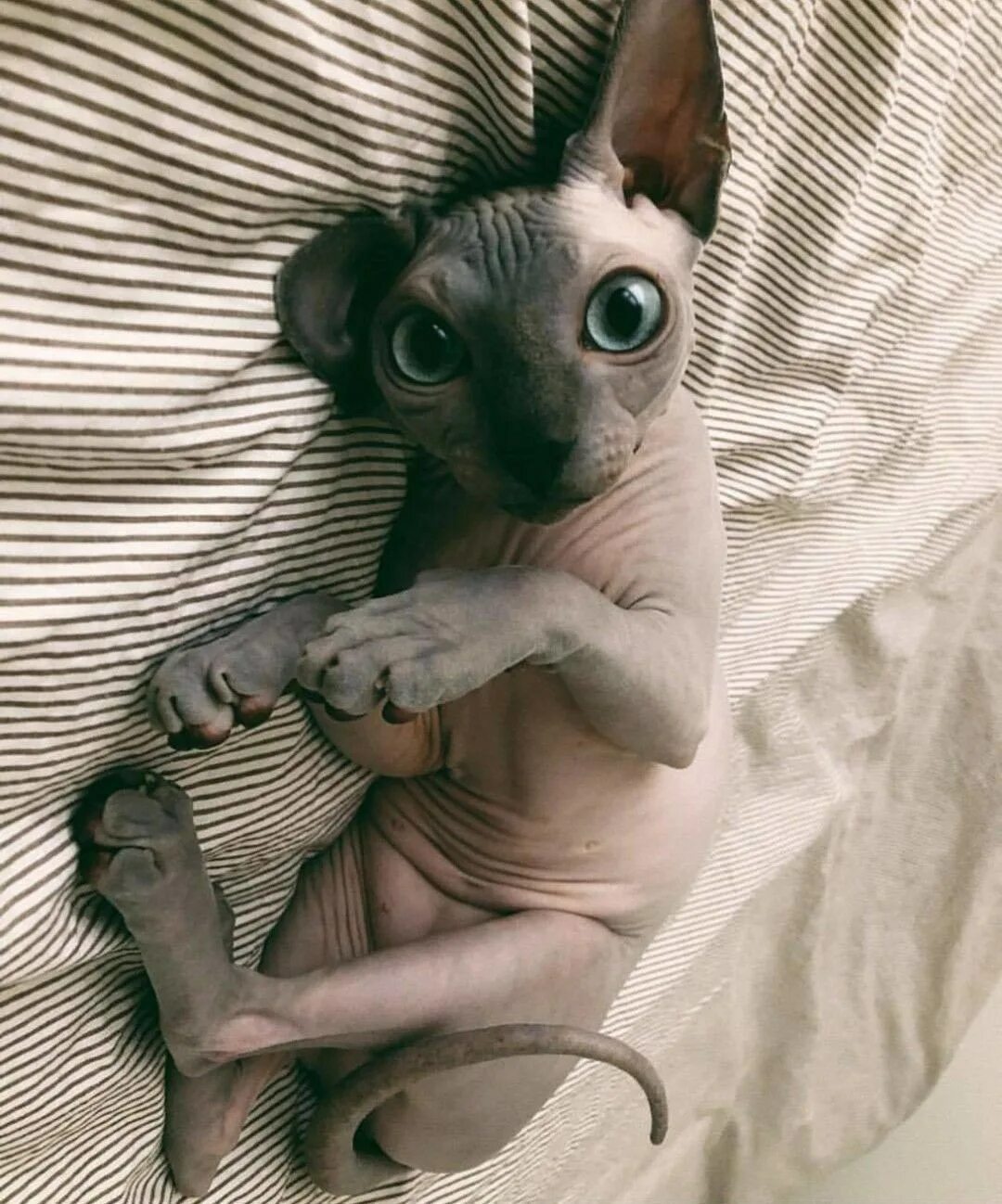 Смешные лысые коты