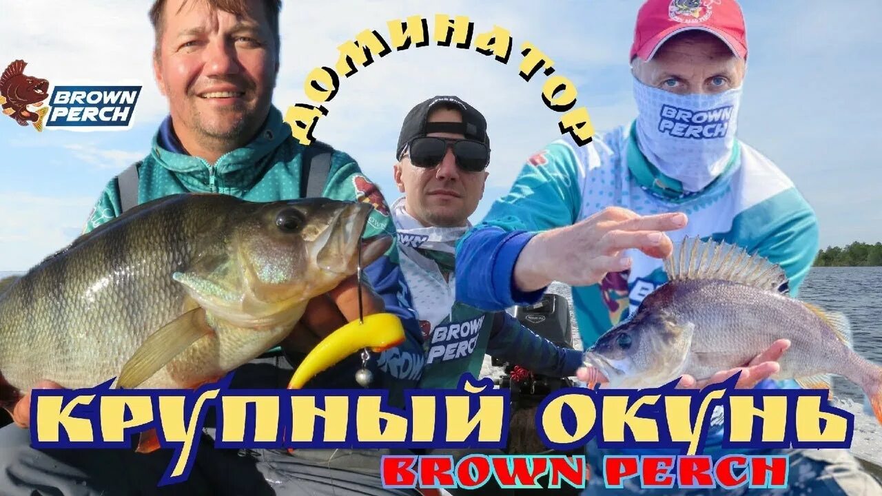 Brown perch. Бурый окунь соревнования. Бурый окунь база ХМАО.