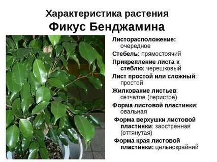 Фикус черешковый или сидячий