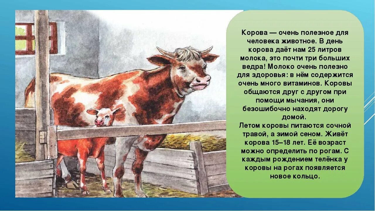 Расскажите детям о домашних животных. Сообщение о корове. Рассказ о корове. Домашние животные с описанием. Описание коровы для детей.