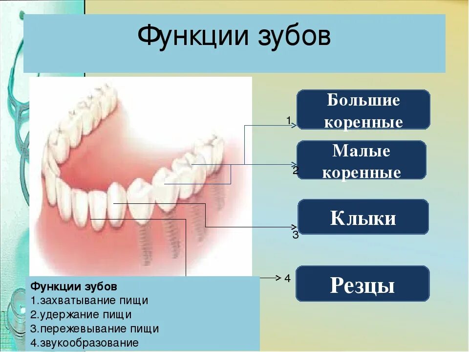 Почему жую зубы. Зубы резцы клыки коренные функции. Функции зубной системы у человека. Зубы строение и функции. Строение и функции губов.