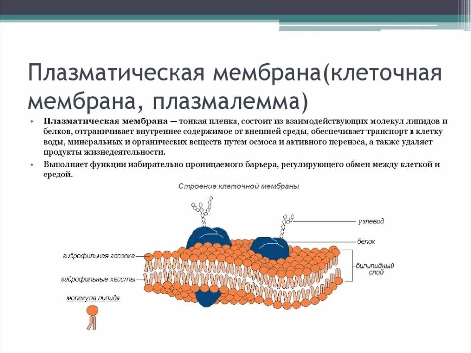 Строение и функции плазматических клеток. Плазматическая мембрана плазмалемма функции. клеочная мембрана иплазмолема. плазмалемма (плазматическая мембрана) строение и функции. структура клеточной мембраны плазматическая мембрана.