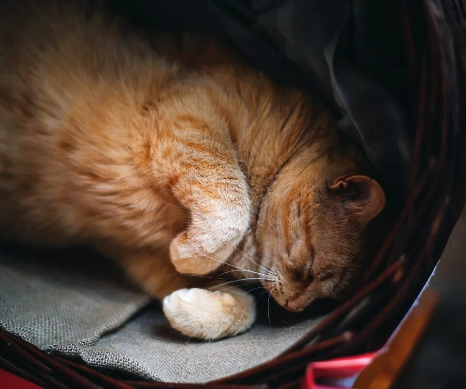 Спящий рыжий кот. Спящие кошки. рыжий кот спит. котенок спит. кошка спит клубочком.