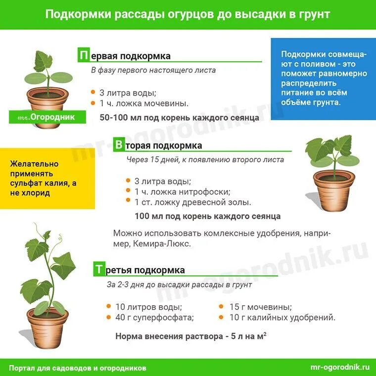 Подкормка рассады цветов в домашних. Схема полива подкормки рассады томатов и огурцов. Схема подкорми рассада томат. Схема подкормки рассады огурцов. Схема подкормки огурца.