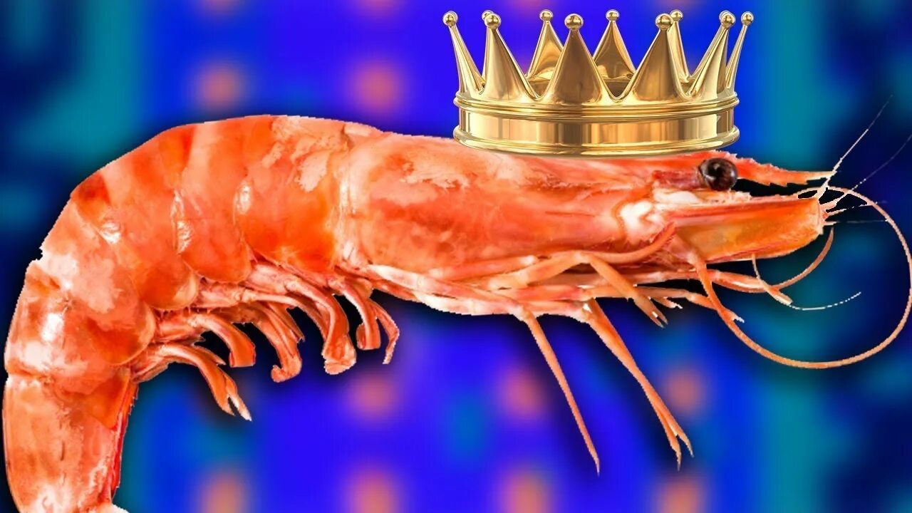 Довольная креветка. Креветка ратан. Довольная креветка. Довольная креветка. Довольная креветка.