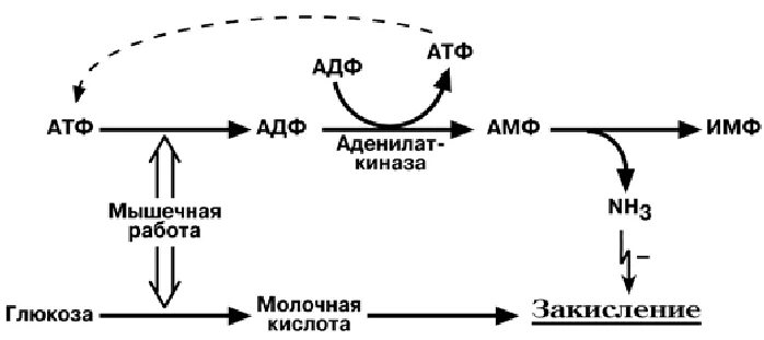 Молочная кислота АТФ. АТФ АДФ структура. Накопление молочной кислоты схема.