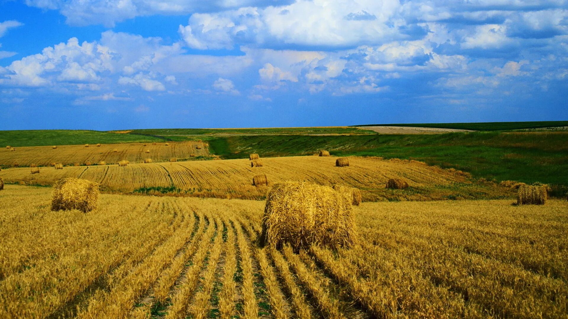 Пахотные поля Белоруссия. Пахотные поля Украины. Степи Краснодарского края. Поля сельского хозяйства Украины. Поле берг