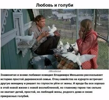 Коты любовь и голуби