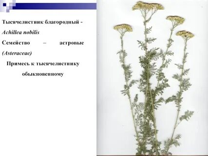 Обыкновенный на латыни