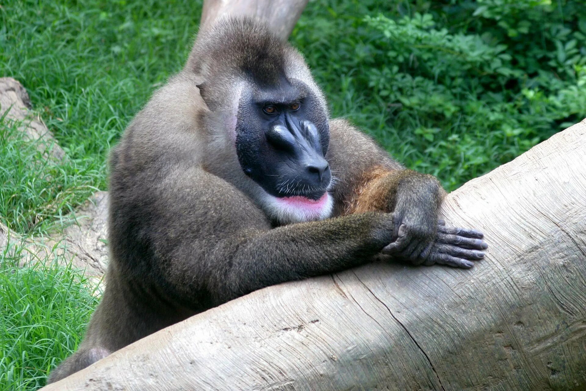 Drill monkey