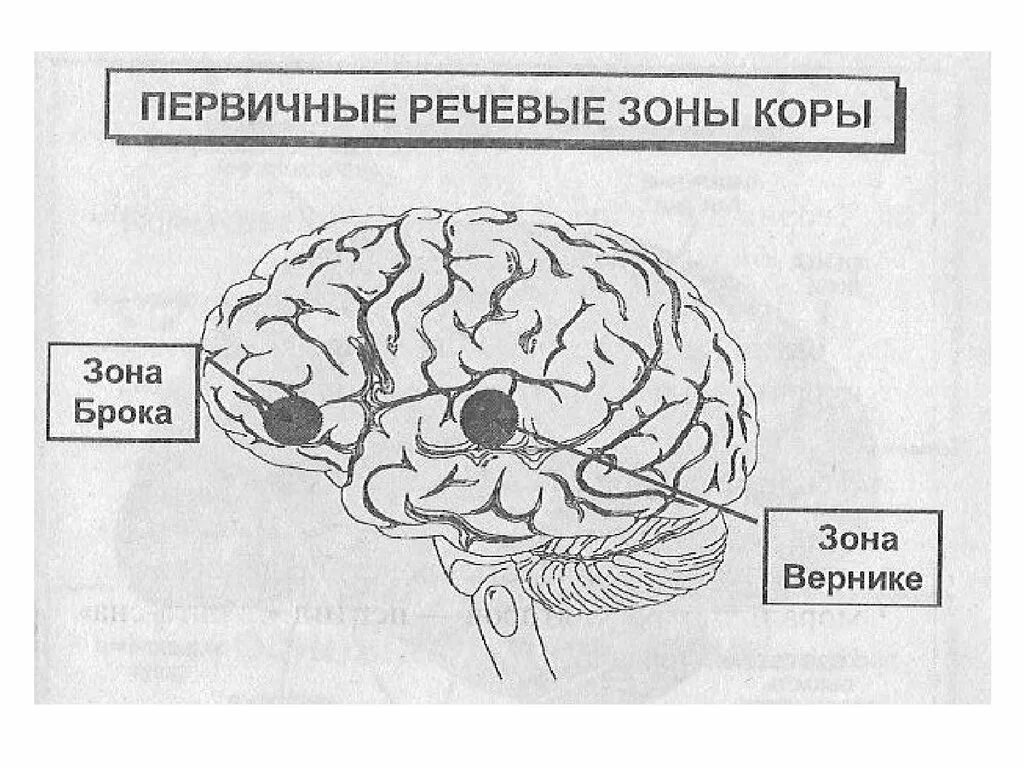 Центр речи в мозге человека. Зоны головного мозга Брока и Вернике. Речевые центры. Зона Брока. Зона Вернике. Речевые зоны Брока и Вернике располагаются. Речевые зоны коры головного мозга Брока.