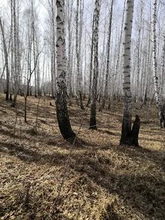 Тайшет березовая роща