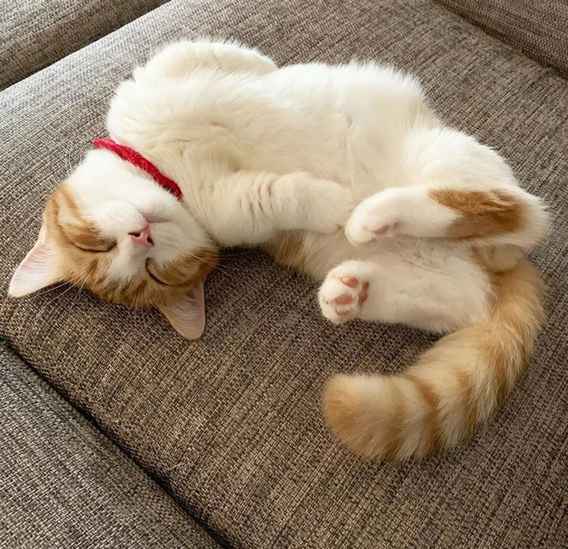 Покажи спящего кота