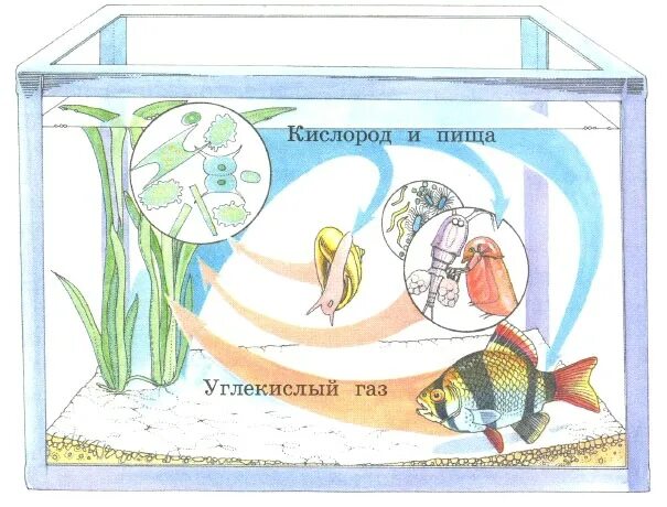 Круговорот веществ в аквариуме схема. Круговорот веществ в экосистеме аквариума. Экосистема аквариума схема. Биогеоценоз аквариума.