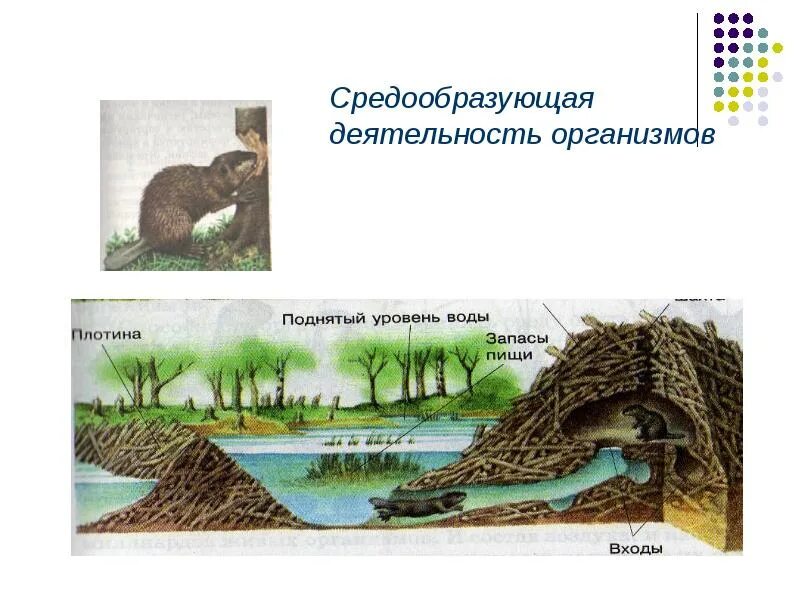 Средообразующая деятельность организмов. Биосфера средообразующая деятельность организмов. Средообразующая деятельность организмов презентация. Средообразующая деятельность организмов примеры.