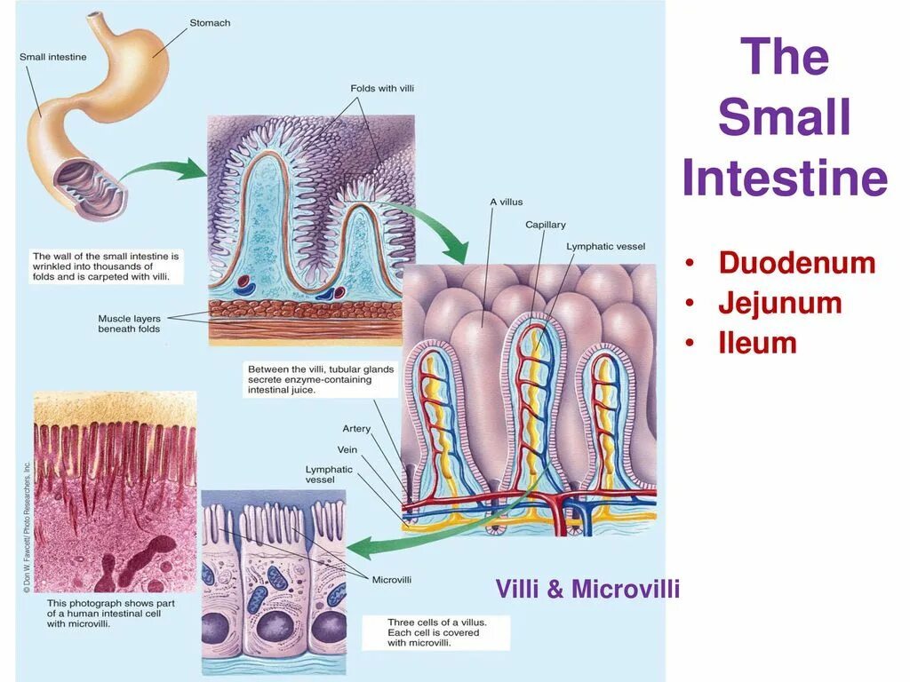 Тонкий кишечник тест. Villi gаstricae. Villi and Crypts of the small intestine.