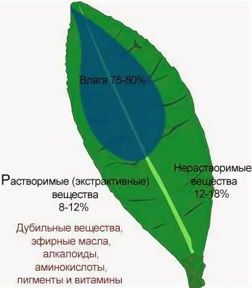 В чайных листьях содержится