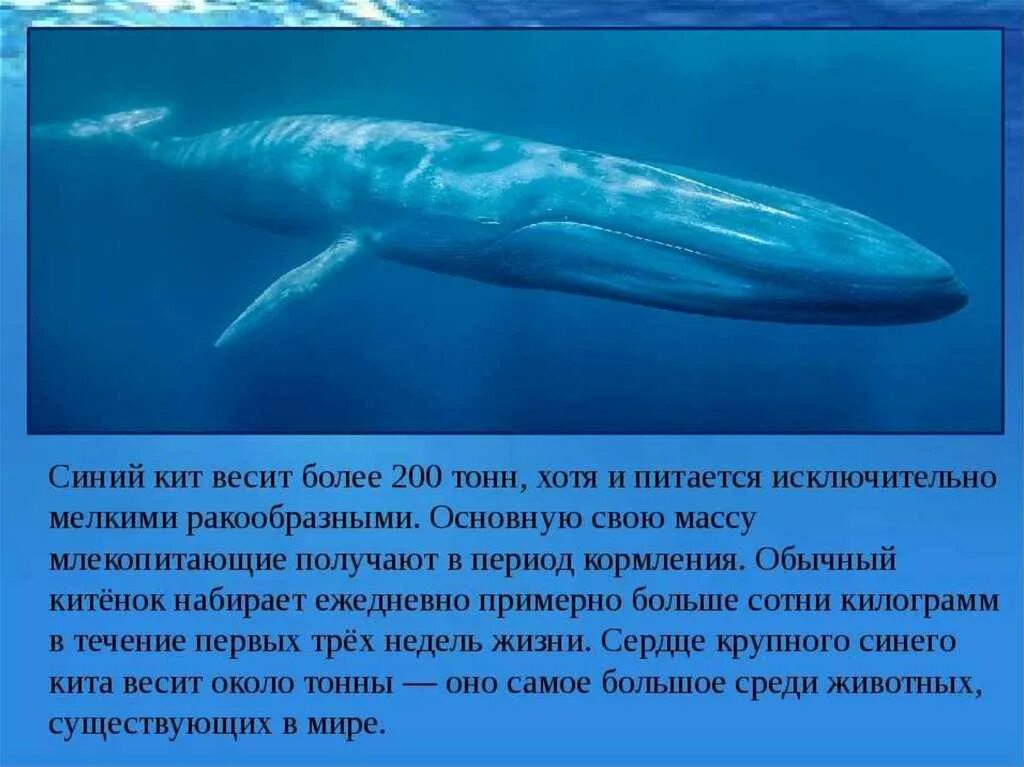 Сколько длиной самый большой кит. Голубой кит Balaenoptera musculus. Синий кит вес. Сколько весит синий кит. Вес китенка синего кита.