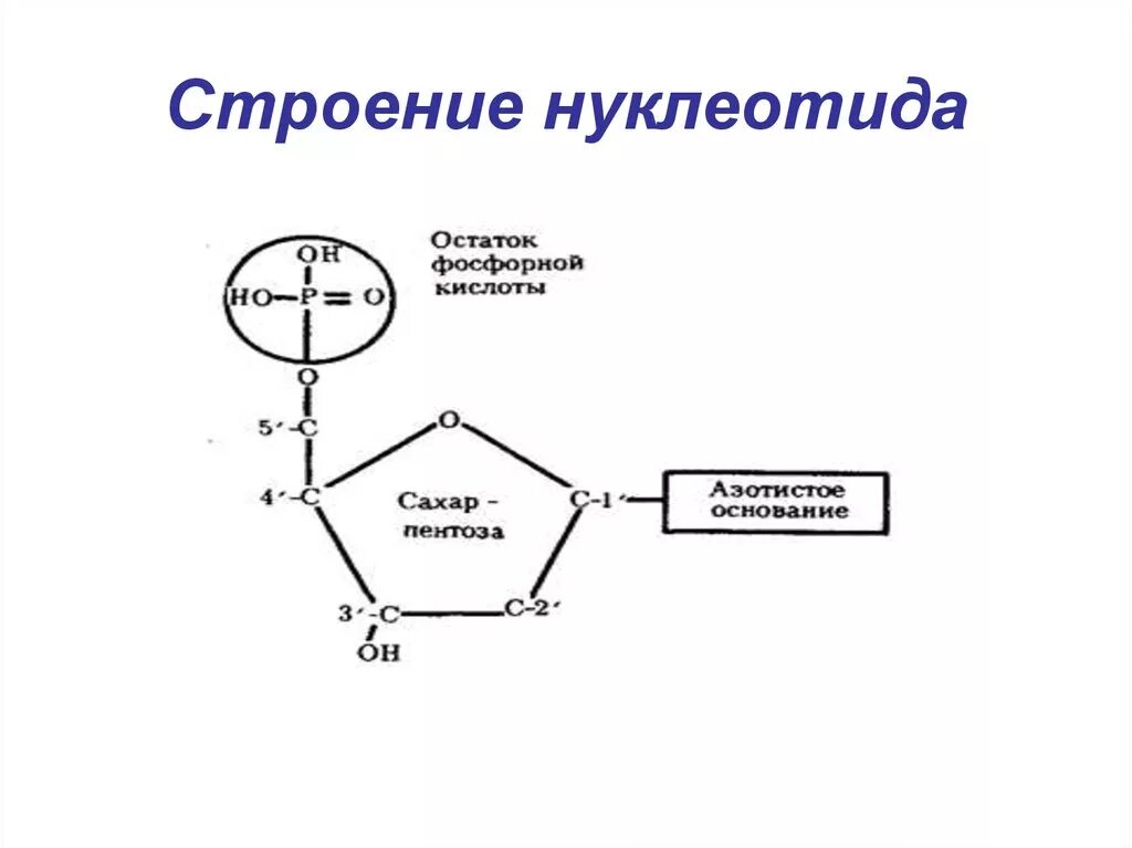 Строение нуклеотида ДНК. Схема строения нуклеотида ДНК. Структура нуклеотида ДНК. Схема строения нуклеотида.