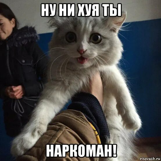 Ну ни в каком. Мем кот рассержен. Кот наркоман Мем. Ты недоволен Мем. Недовольные мемы.
