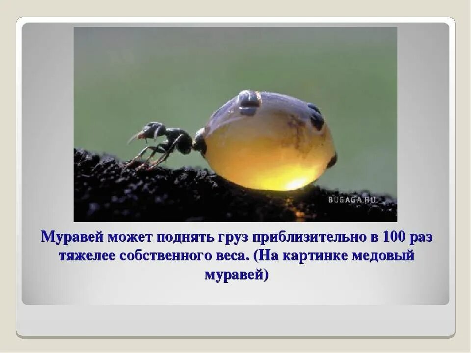 Как муравей ухитряется поднимать ношу. Муравей может поднять вес. какой вес поднимает муравей. сколько вес муравья. сколько весит муравей.