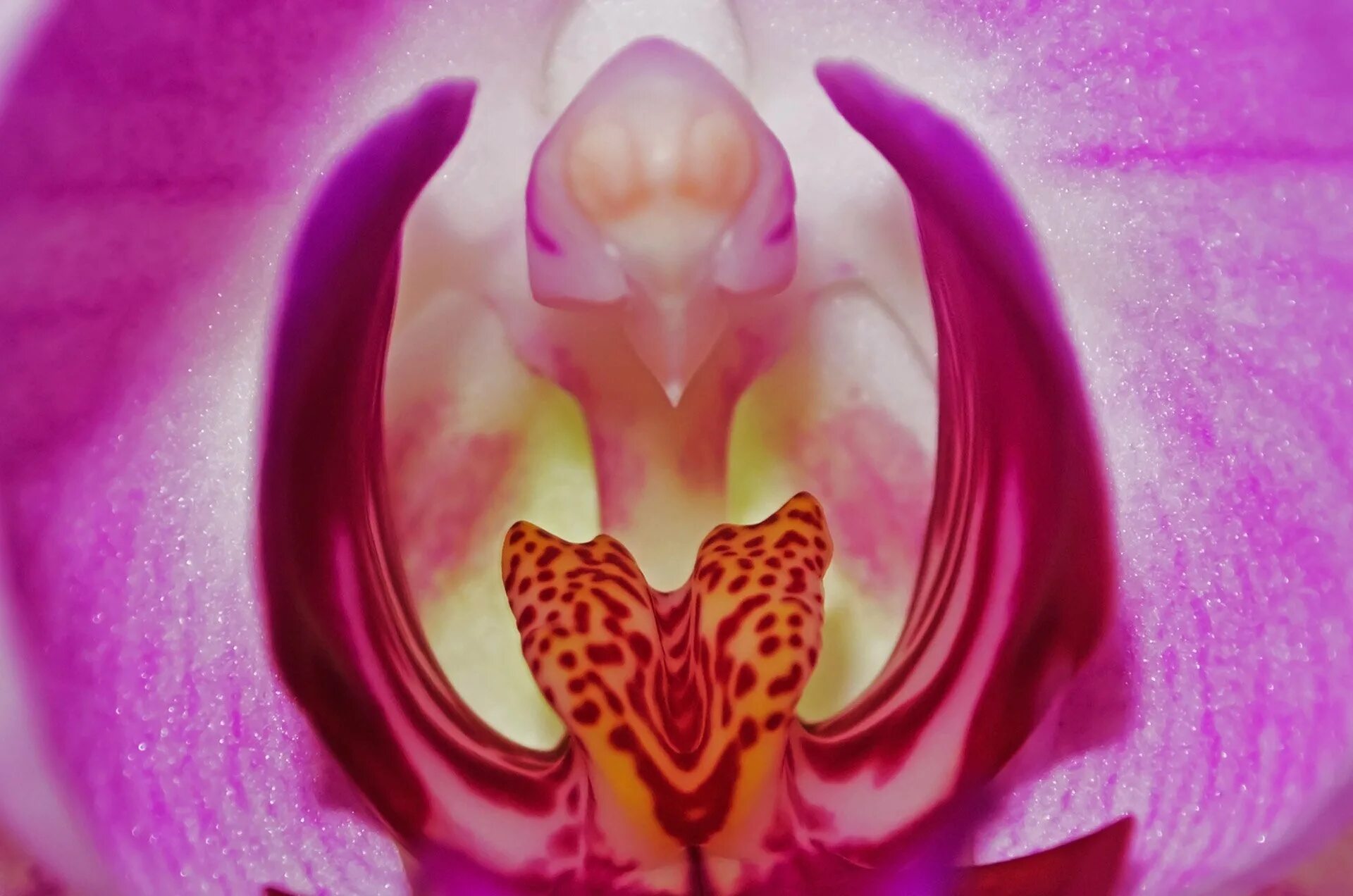 Victoria orchid