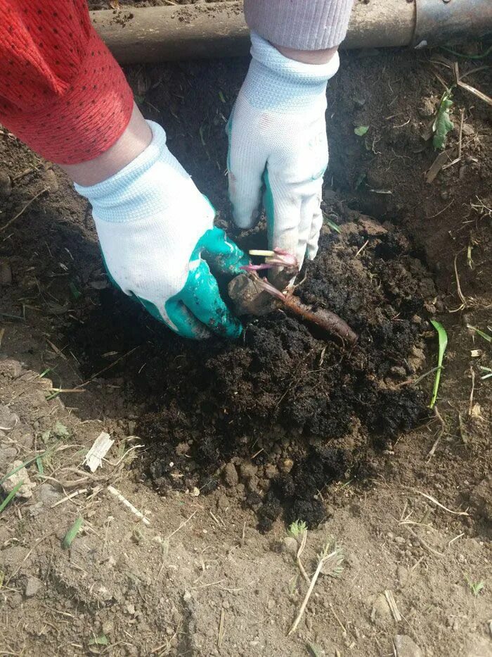 Посадка древовидного пиона весной в открытый грунт. Высаживание Корешков пионов. Пионы сажать. Посадка пионов весной. Посадка пионов весной в открытый грунт.