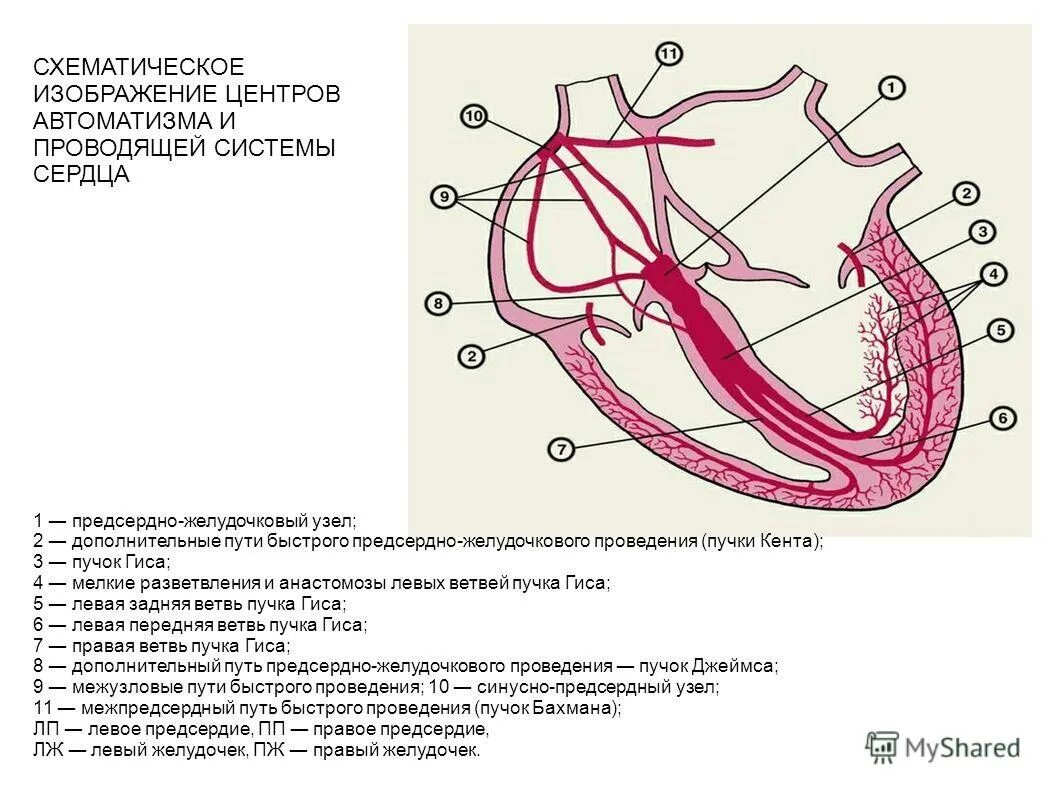 Предсерднжеудочный узел. Предсердно желудочковый узел расположен. Предсердно желудочковый узел расположен. Синусовый узел сердца. Проводящая система сердца пучки.