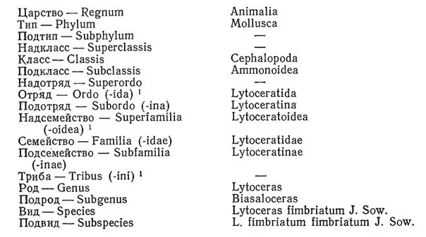 Пластика латынь. Систематика животных на латыни. Классификация животных таксоны. Систематика таксонов человека. Сисстематика н алатыни.