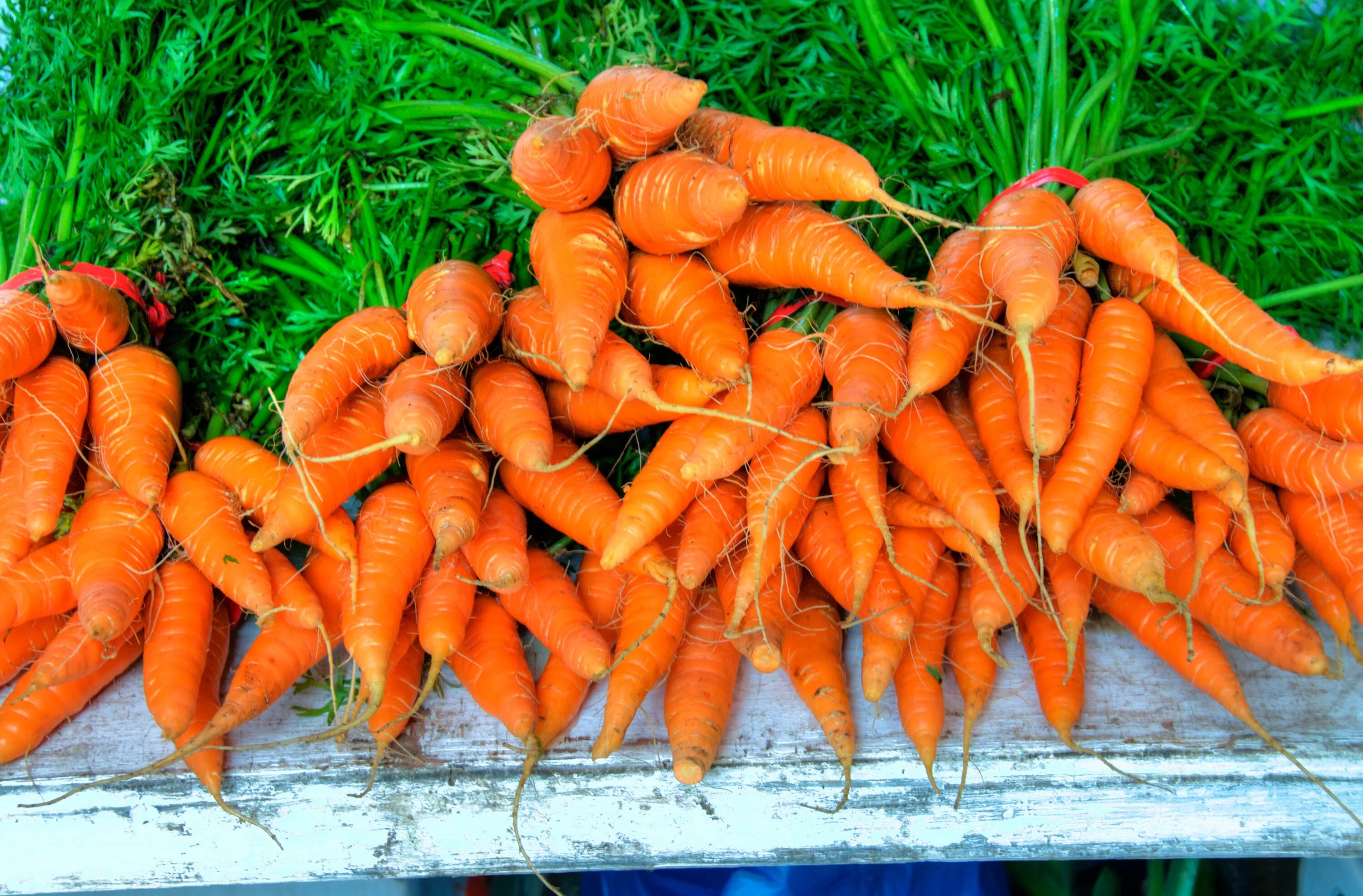 10 килограмм моркови. Морковь. Много моркови. Куча морковки. Гора моркови.