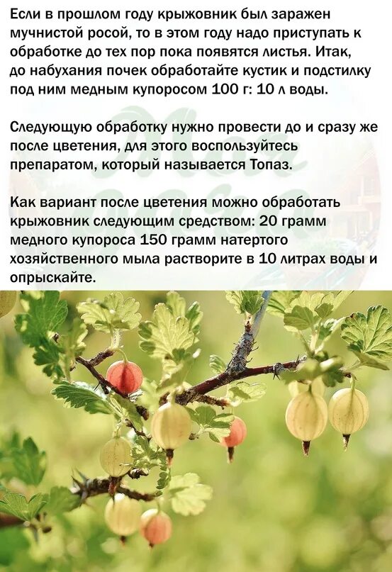 Мучнистая роса на крыжовнике как избавиться. Обработка крыжовника от мучнистой росы. как избавиться от мучнистой росы на крыжовнике. средство от мучнистой росы на крыжовнике. препарат от мучнистой росы на крыжовнике.