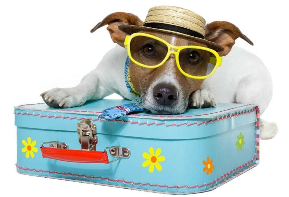 Собака с чемоданом. Путешествие с животными. Собака в отпуске. Щенки в чемодане.