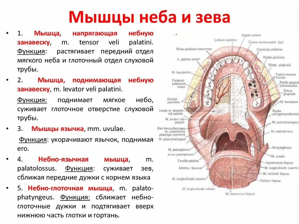 Полость рта покрыта. Мышцы языка анатомия вид снизу. Строение ротовой полости человека сбоку. Строение ротовой полости вид сбоку. Кровоснабжение твердого неба анатомия.