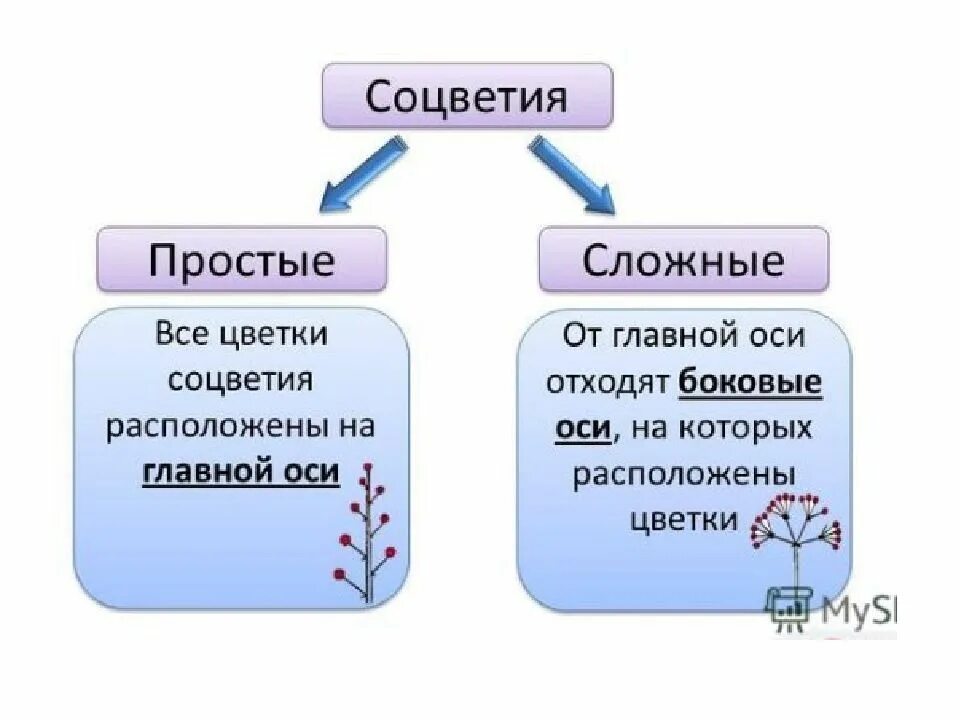 Какое из перечисленных соцветий относится к сложным. Простые и сложные соцветия. Просто и сложное соцветие. Простые и сложные соцветия 6 класс биология. Простые соцветия и сложные соцветия.