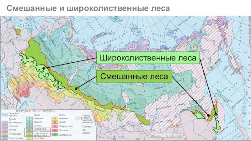 Зона смешанных и широколиственных лесов на карте России. Расположение смешанных и широколиственных лесов на карте России. Зона расположения смешанных и широколиственных лесов на карте России. Зоны тайги смешанных и широколиственных лесов на карте России. Смешанные леса местоположение