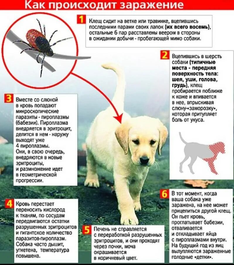 Как называется после собаки