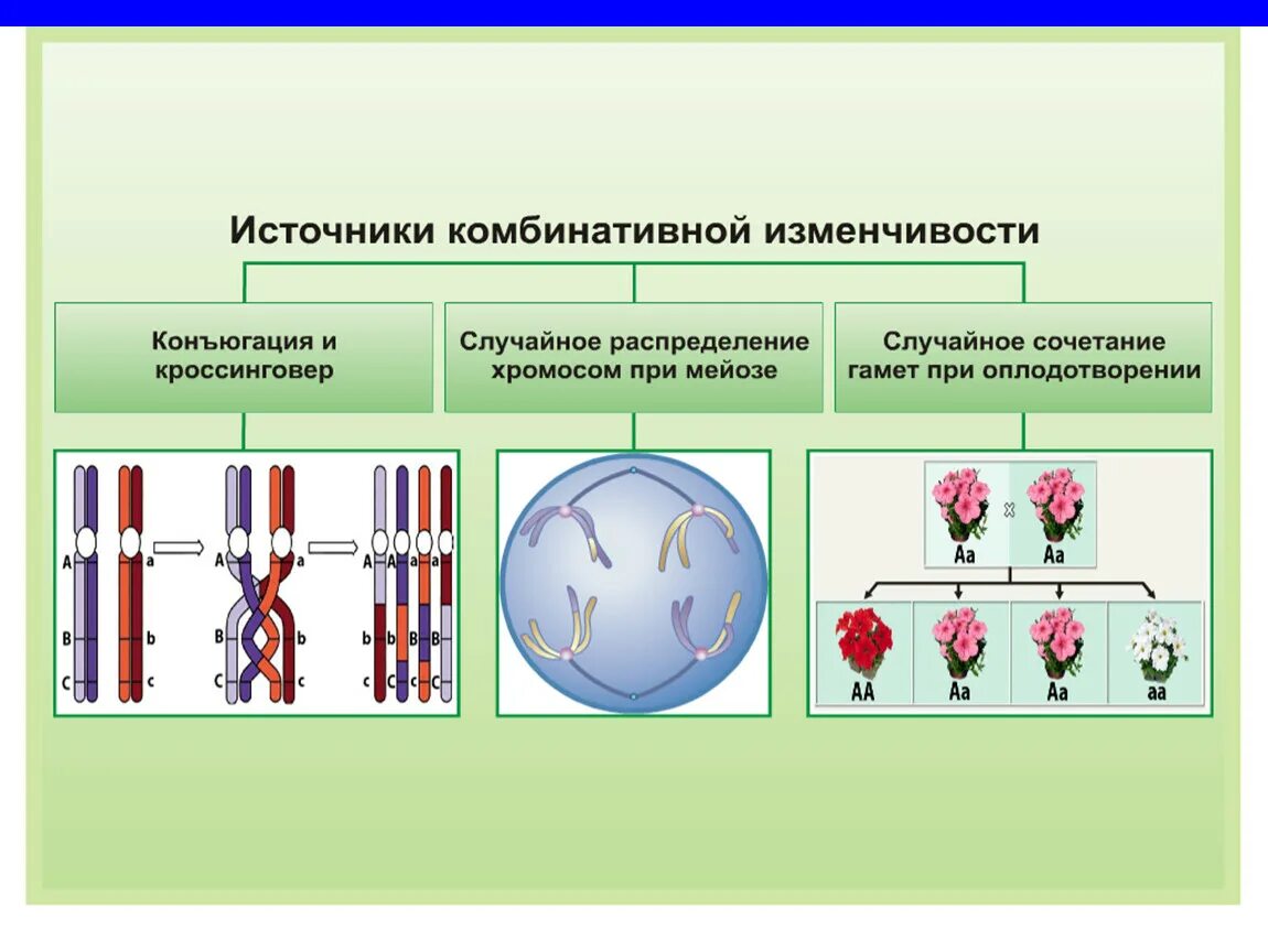 Случайная комбинация негомологичных хромосом в мейозе. Причины комбинативной изменчивости схема. Комбинативная изменчивость источники. Комбинативная изменчивость 9 класс. Формы комбинативной изменчивости.