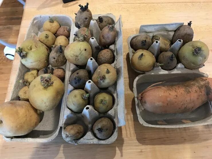 Проращивание картофеля для посадки в домашних условиях. Надрез картофеля. Кербовка картофеля. Семенной картофель в ящике. Пророщенные клубни картофеля.