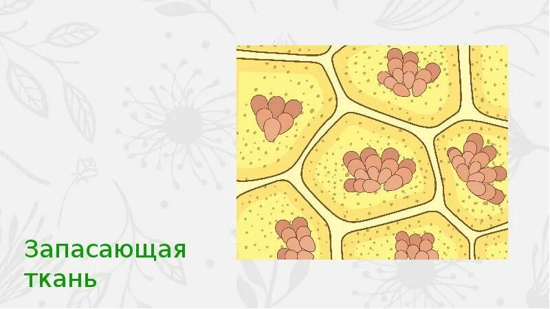 Запасающая функция кости. Ткани растений запасающая ткань. Запасающая паренхима клубня картофеля. Запасающая ткантткань растений. Запасающая паренхима.