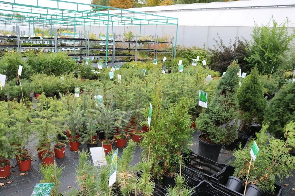 все саженцы интернет магазин отзывы покупателей. питомник растений подворье. светофор саженцы. Action магазин саженцев. сельскохозяйственная ярмарка саженцы.