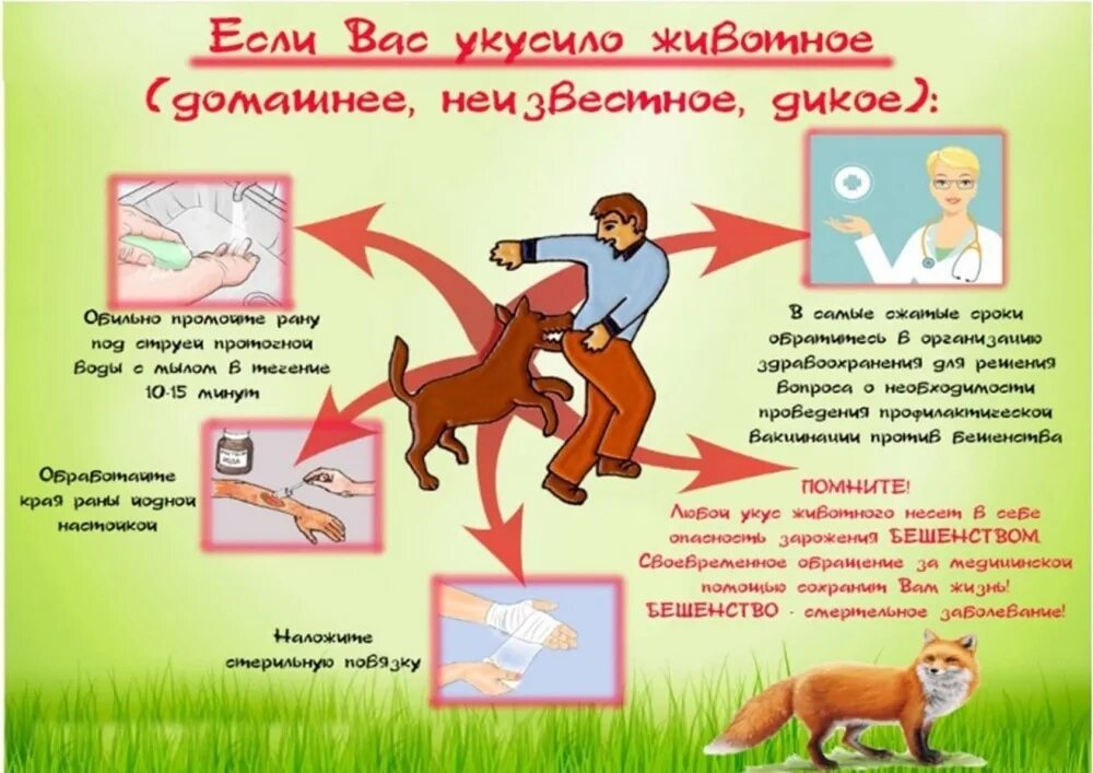 Помощь при укусе собаки. Профилактика при укусах животных. бешенство меры предосторожности. профилактика при бешенстве. первая помощь при укас животных.