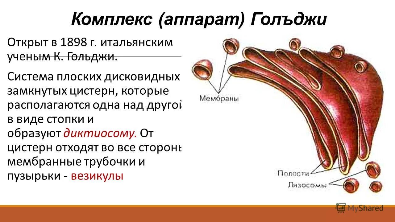 Цистерны комплекса гольджи строение. Упоры котла цистерны. Модель вагона 15-1213. Аппарат гольджи диктиосома. Зернистая эндоплазматическая сеть.