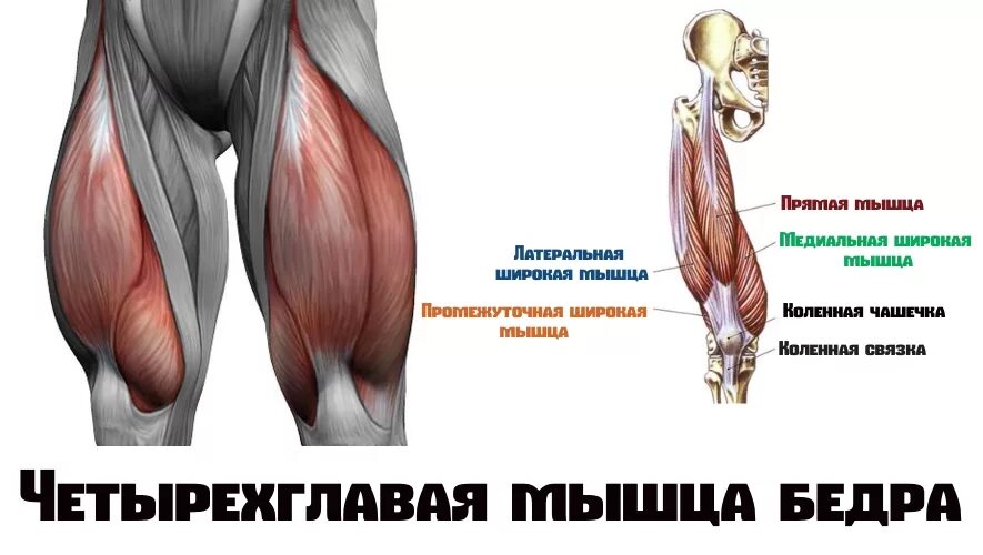 Черыех лавая мышца бедра. Латеральные мышцы бедра анатомия. Четыре мышца бедра. Четырехглавая мышца бедра анатомия. Передняя группа мышц бедра функция.