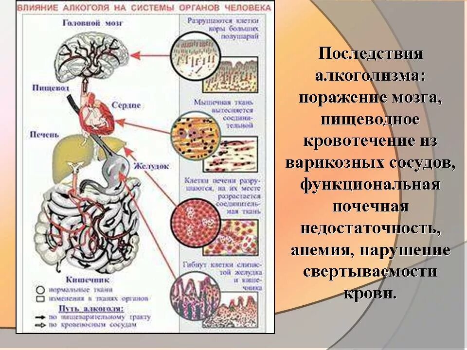 Организм пьющего мужчины. Влияние алкоголизма на организм человека.